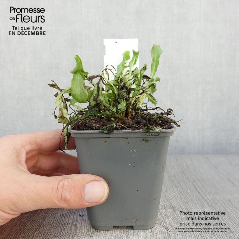 Spécimen de Bellis perennis Roze - Pâquerette rose Godet de 8/9 cm tel que livré en automne