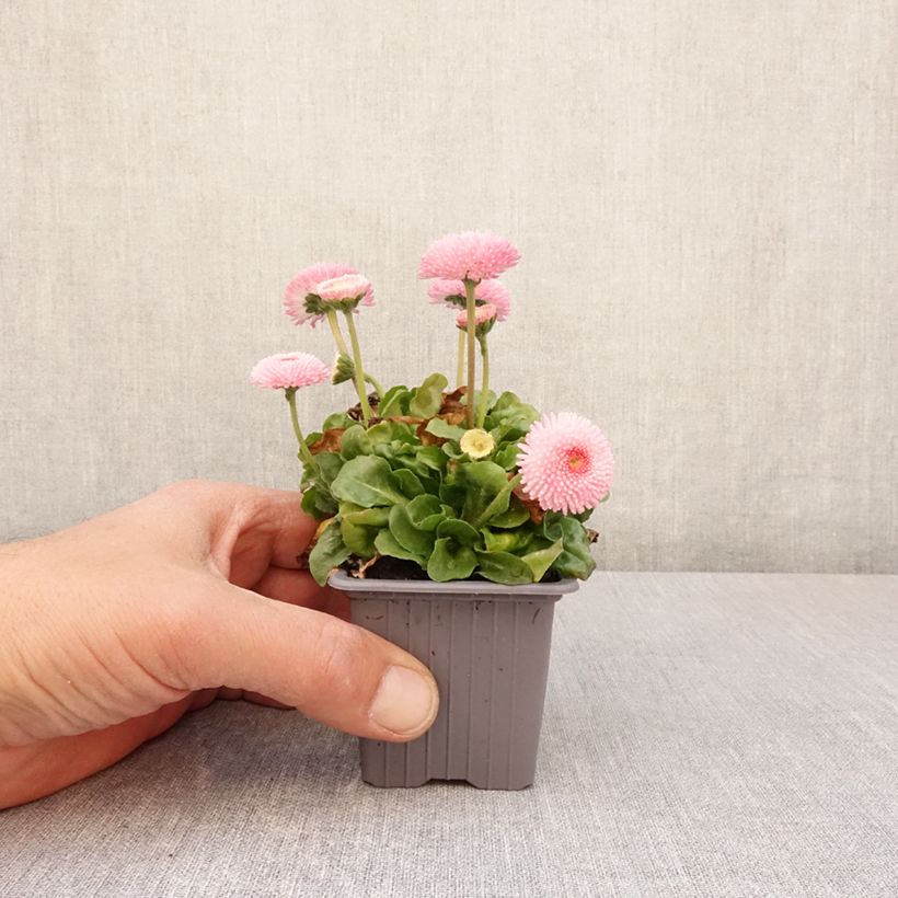 Spécimen de Bellis perennis Roze - Pâquerette rose Godet de 8/9 cm tel que livré au printemps