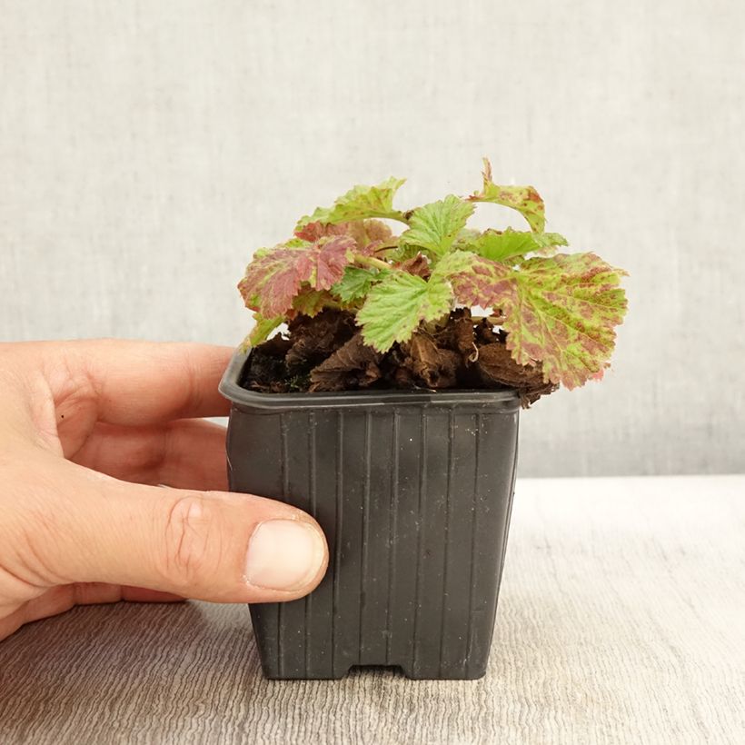 Spécimen de Benoîte des rives Coppertone Godet de 8/9 cm tel que livré en automne