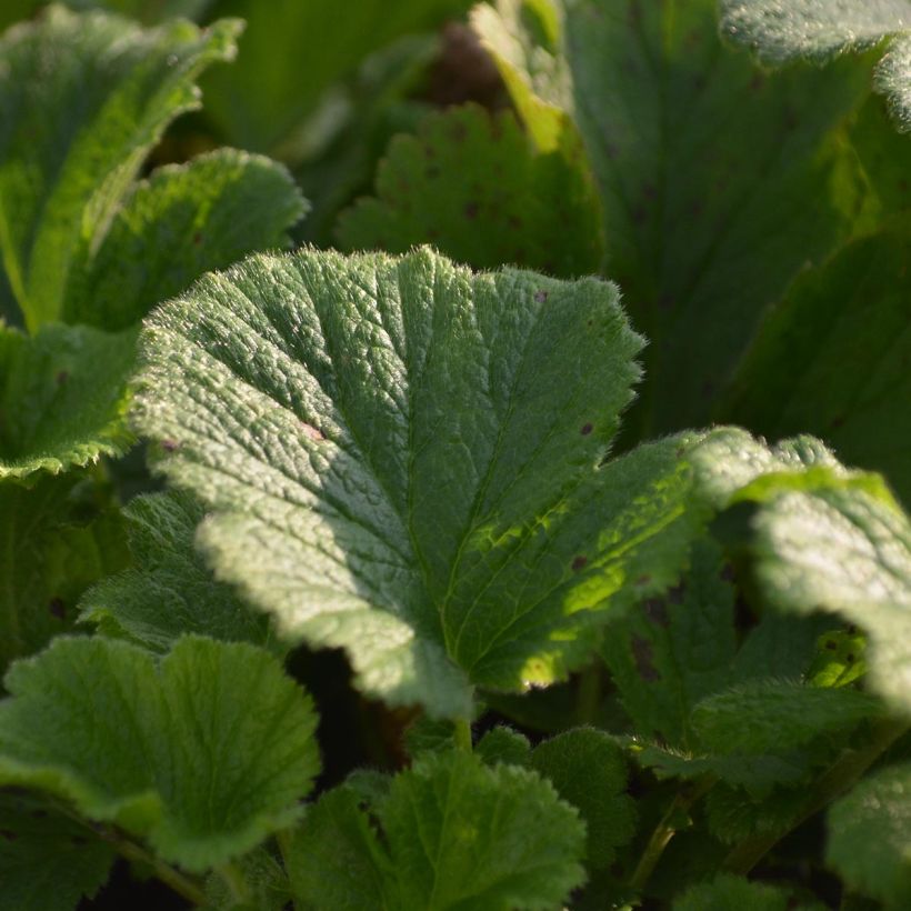 Geum Mai Tai - Benoîte saumon abricot  (Feuillage)