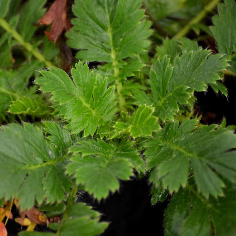 Geum triflorum - Benoîte rose rougeâtre (Feuillage)