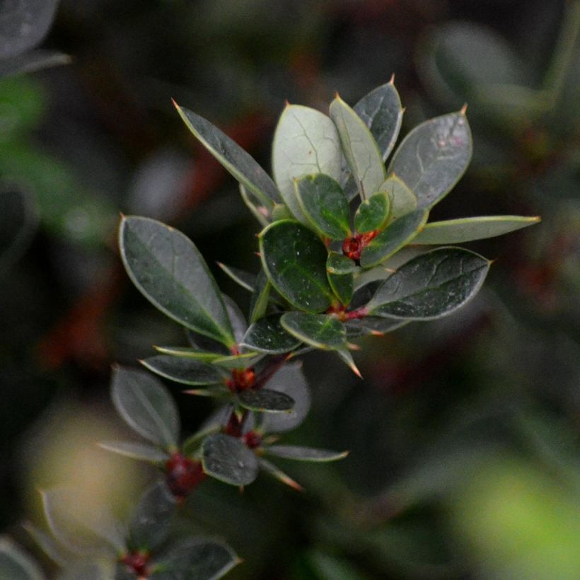 Berberis buxifolia Nana - Epine-vinette à feuilles de buis (Feuillage)