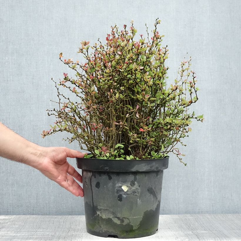 Spécimen de Berberis buxifolia Nana - Epine-vinette à feuilles de buis Pot de 7,5L/10L tel que livré en été