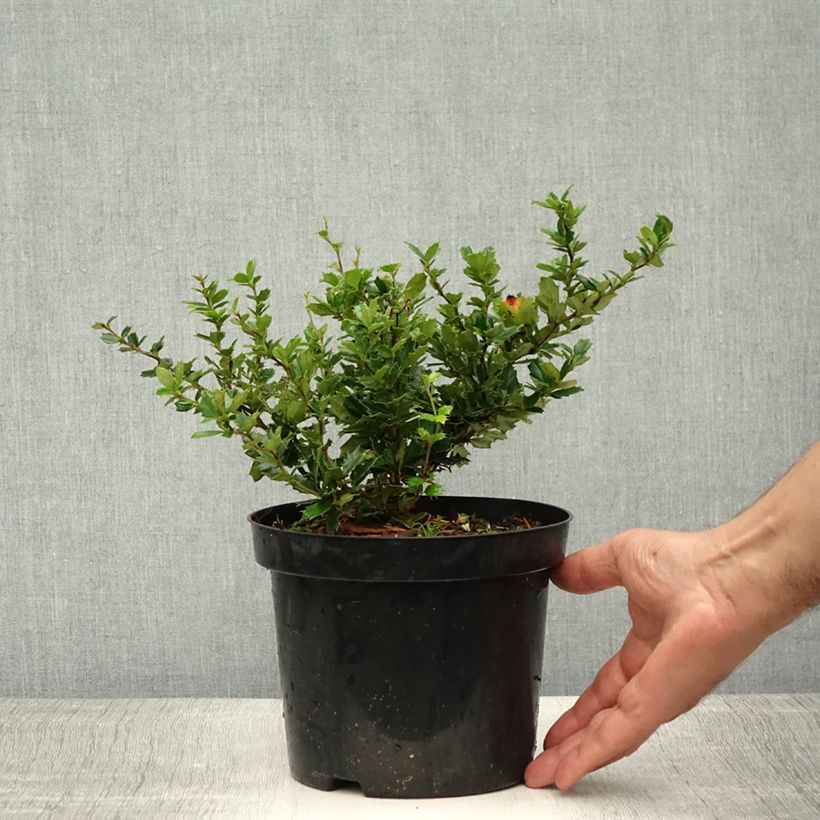 Spécimen de Berberis darwinii - Epine-vinette de Darwin Pot de 2L/3L tel que livré en été