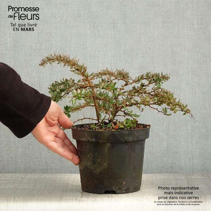 Spécimen de Berberis darwinii - Epine-vinette de Darwin Pot de 2L/3LHauteur livrée env. 30/40cm tel que livré au printemps