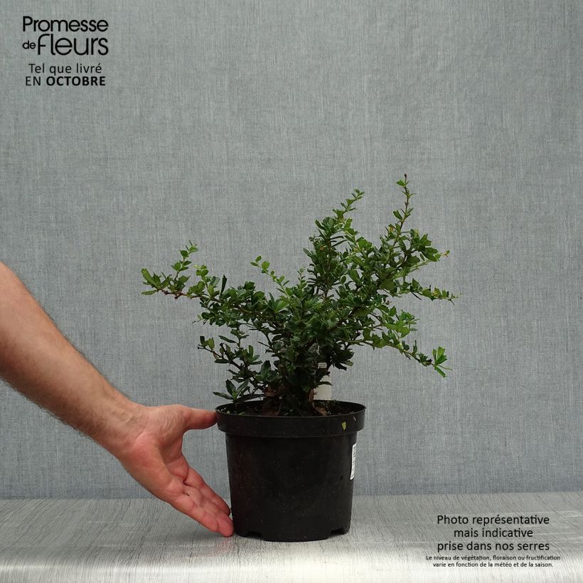 Spécimen de Berberis darwinii Compacta - Épine-vinette Pot de 3L/4L tel que livré en automne