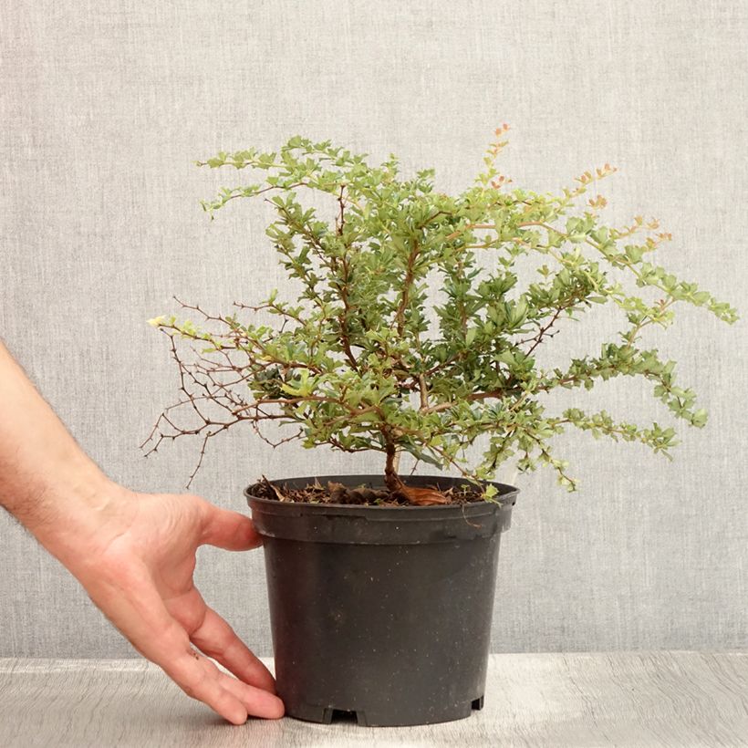 Spécimen de Berberis darwinii Compacta - Épine-vinette Pot de 2L/3L tel que livré en été