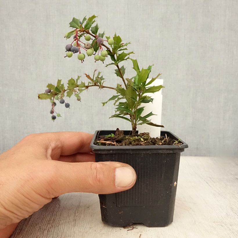 Spécimen de Berberis darwinii - Epine-vinette de Darwin Godet de 8/9 cm tel que livré en été
