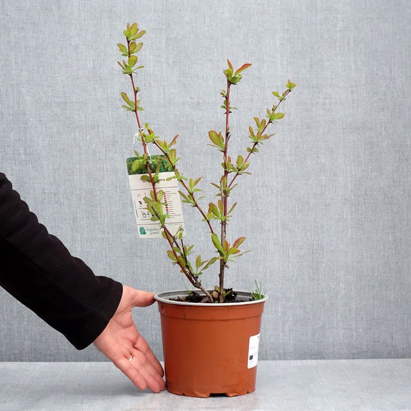 Spécimen de Berberis koreana - Epine-vinette de Corée - Pot de 3L/4L tel que livré au printemps