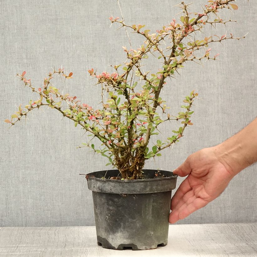 Spécimen de Berberis media Parkjuweel - Épine vinette Pot de 2L/3L tel que livré en été