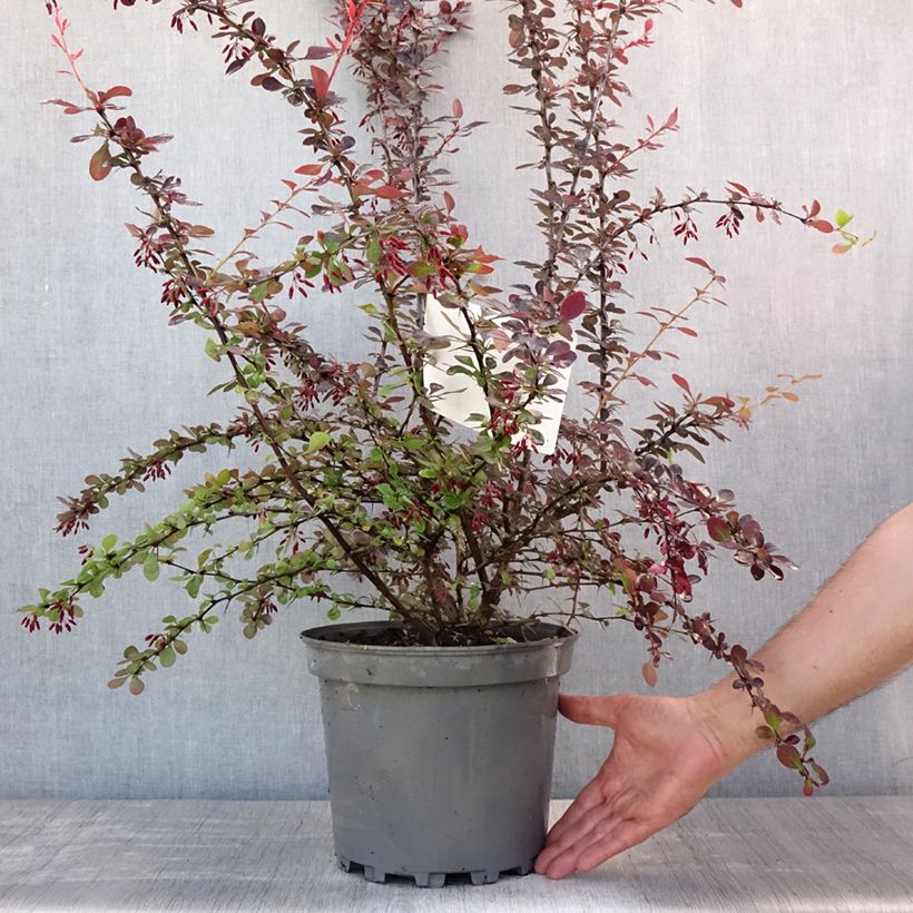 Spécimen de Berberis ottawensis Auricoma - Epine-vinette. Pot de 7,5L/10L tel que livré en été