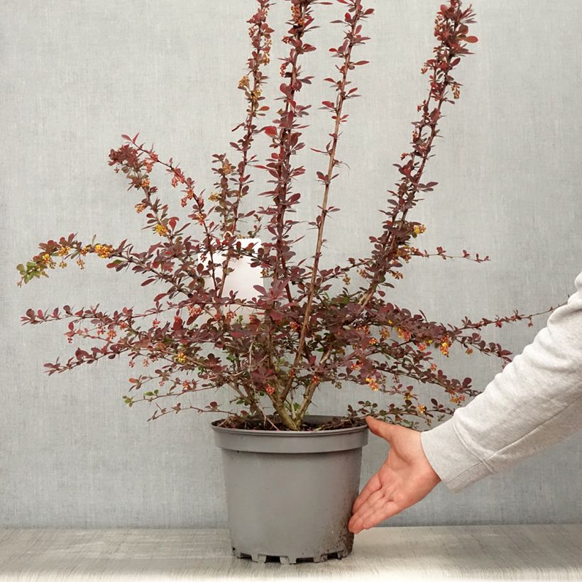 Spécimen de Berberis ottawensis Auricoma - Epine-vinette. Pot de 7.5L/10L 60/80 cm tel que livré au printemps