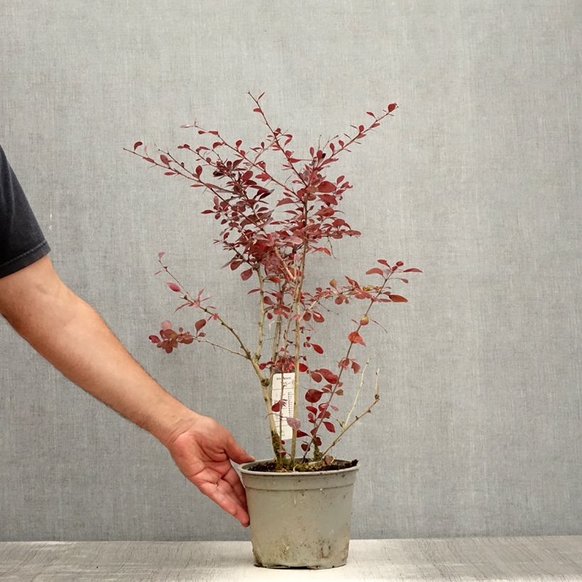 Spécimen de Berberis ottawensis Superba - Epine-vinette Pot de 3L/4L tel que livré en été