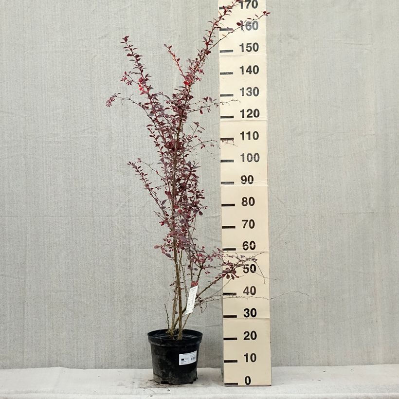 Spécimen de Berberis ottawensis Superba - Epine-vinette Pot de 7,5L/10L tel que livré en été