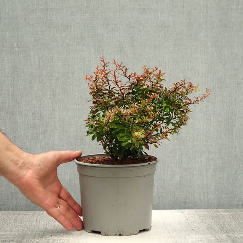 Spécimen de Berberis thunbergii Admiration Pot de 2L/3L tel que livré en été