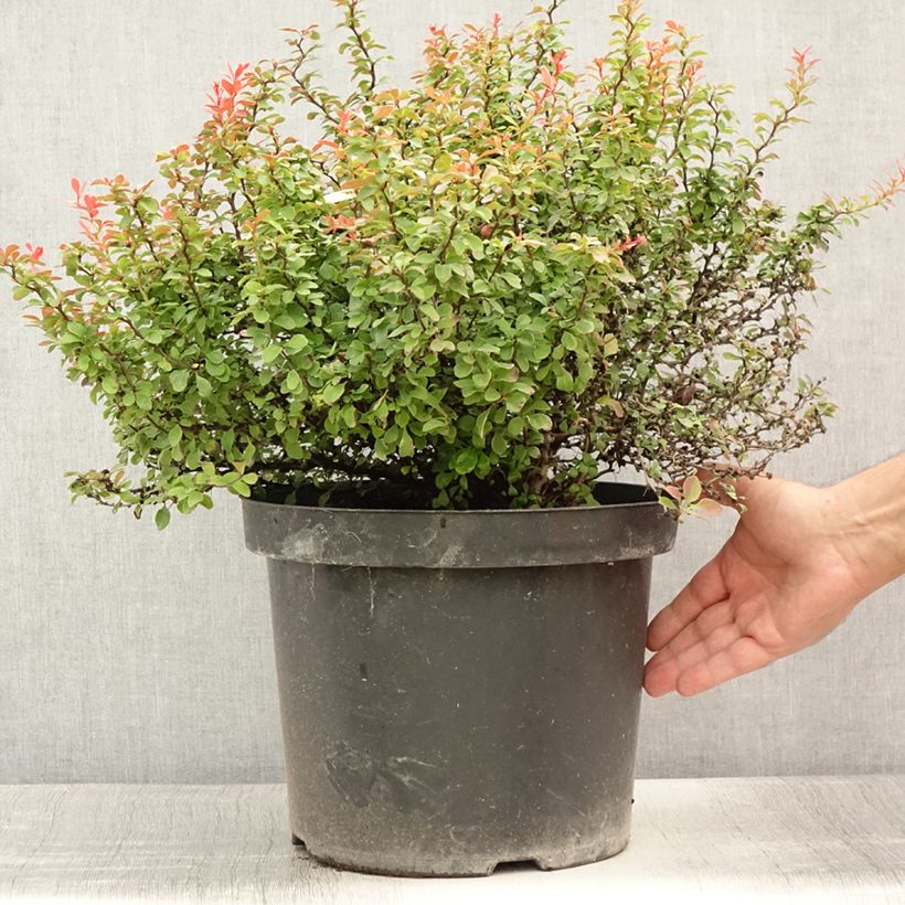 Spécimen de Berberis thunbergii Admiration Pot de 7,5L/10L tel que livré en été