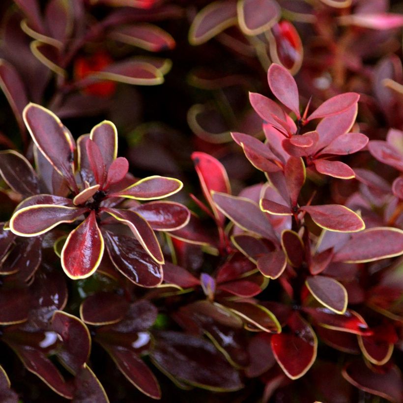 Berberis thunbergii Admiration (Feuillage)