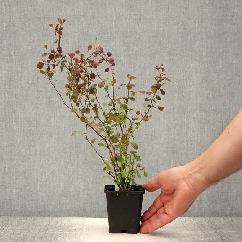 Spécimen de Berberis thunbergii Atropurpurea - Epine-vinette Godet de 8/9 cm tel que livré en été