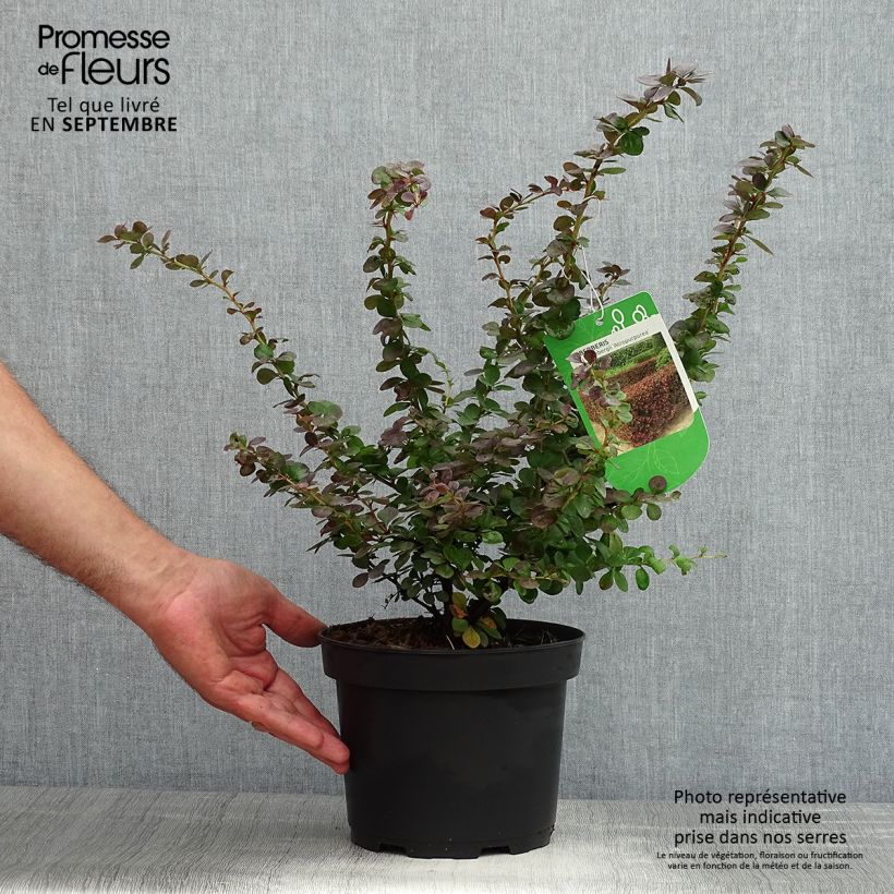 Spécimen de Berberis thunbergii Atropurpurea - Epine-vinette Pot de 2L/3L tel que livré en été