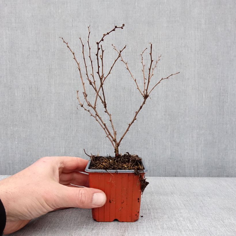 Spécimen de Berberis thunbergii Aurea - Epine-vinette Godet de 8/9 cm tel que livré en hiver