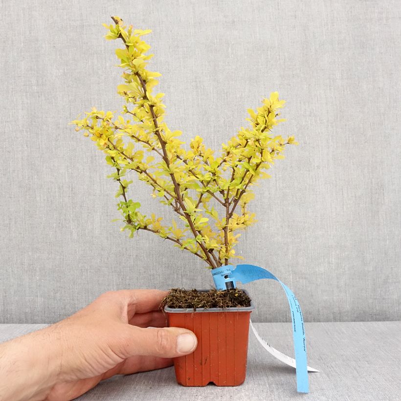 Spécimen de Berberis thunbergii Aurea - Epine-vinette Godet de 9 cm tel que livré au printemps