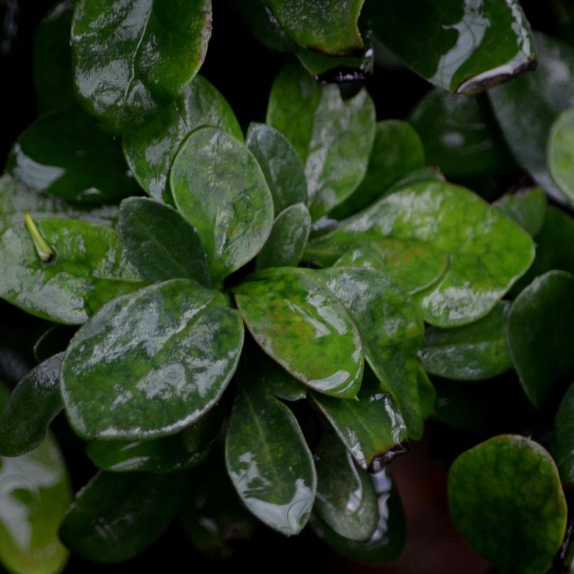 Berberis Thunbergii Bagatelle (Feuillage)