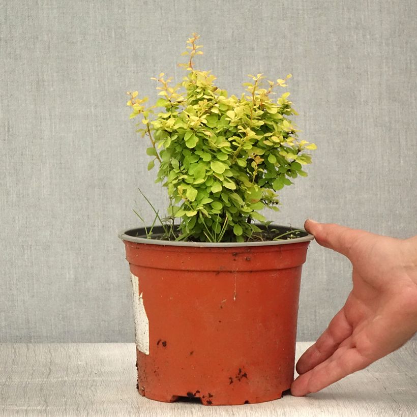Spécimen de Berberis thunbergii Bonanza Gold - Épine-vinette de Thunberg  Pot de 2L/3L tel que livré en été