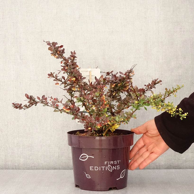 Spécimen de Berberis thunbergii Cabernet - Epine-vinette Pot de 3L/4LHauteur livrée env. 25/30cm tel que livré au printemps