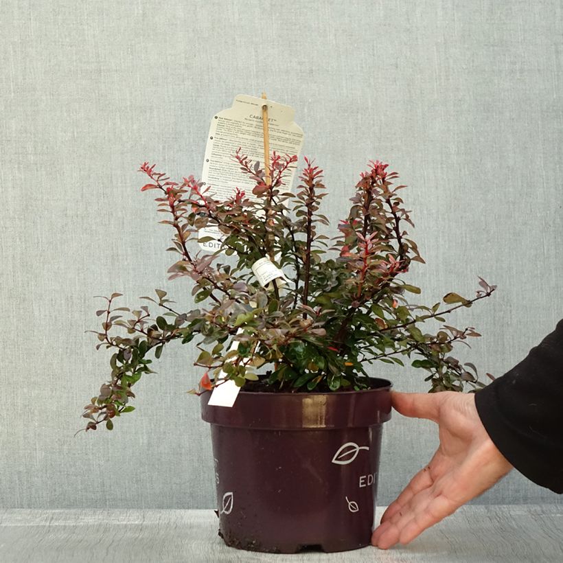 Spécimen de Berberis thunbergii Cabernet - Epine-vinette Pot de 3L/4L tel que livré en automne