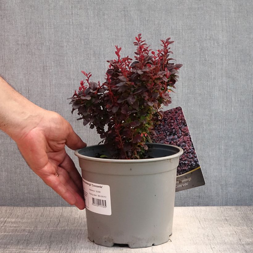 Spécimen de Berberis thunbergii Concorde - Épine-vinette Pot de 2L/3L tel que livré en été