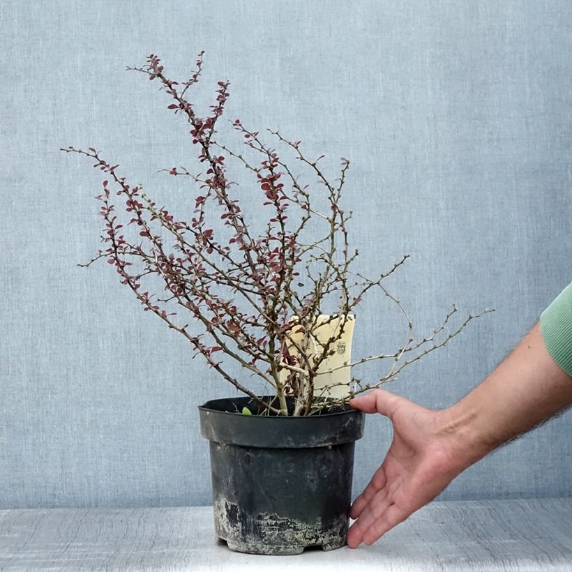 Spécimen de Berberis thunbergii Dart's Red Lady - Épine-vinette Pot de 2L/3L tel que livré en été