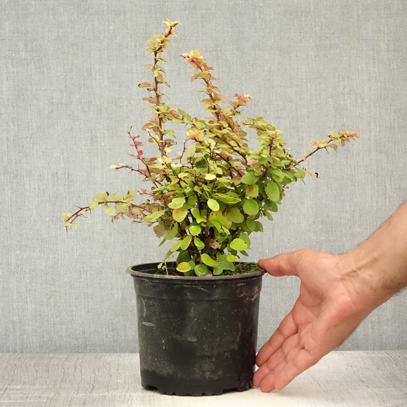 Spécimen de Berberis thunbergii - Epine-vinette de Thunberg  Pot de 2L/3L tel que livré en été