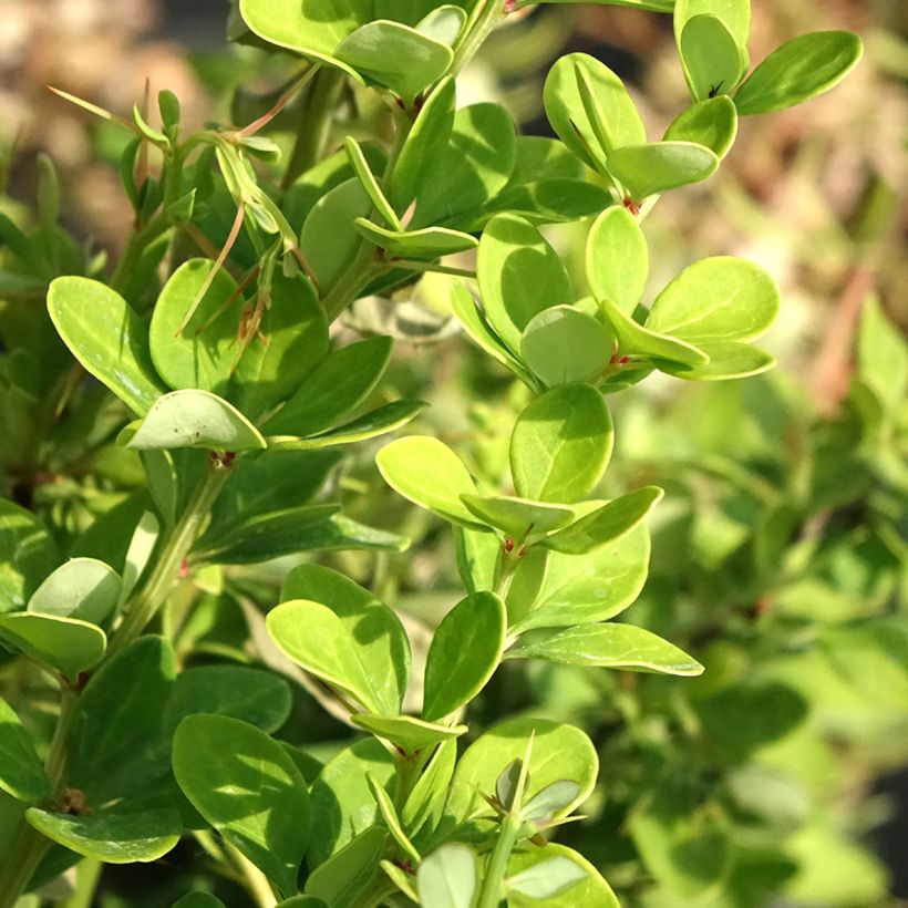 Berberis thunbergii Erecta - Epine-vinette (Feuillage)