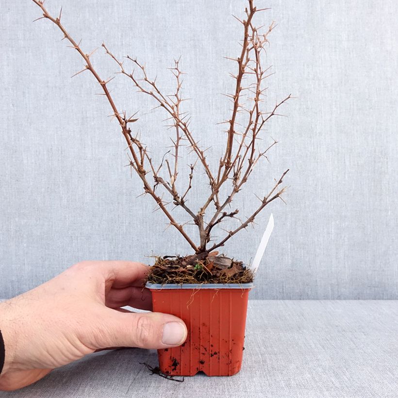 Spécimen de Berberis thunbergii Erecta - Epine-vinette Godet de 8/9 cm tel que livré en hiver