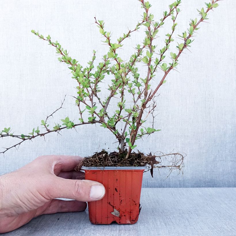 Spécimen de Berberis thunbergii Erecta - Epine-vinette - Godet de 8/9 cm tel que livré au printemps
