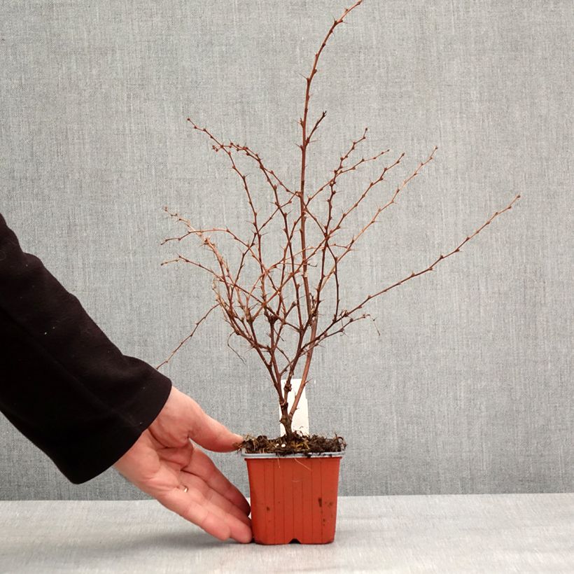 Spécimen de Berberis thunbergii Flamingo - Epine-vinette Godet de 8/9 cm tel que livré en hiver