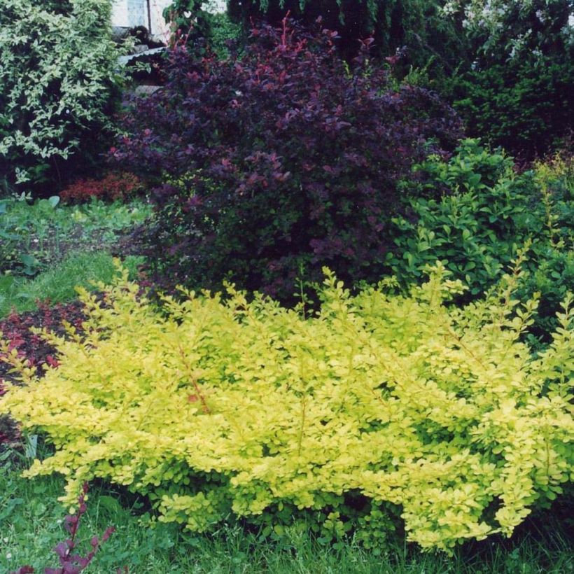 Berberis thunbergii Golden Carpet - Epine-vinette (Port)