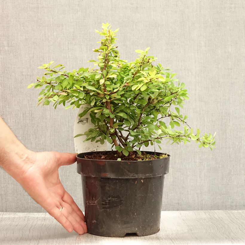 Spécimen de Berberis thunbergii Golden Carpet - Epine-vinette Pot de 3L/4L tel que livré en été
