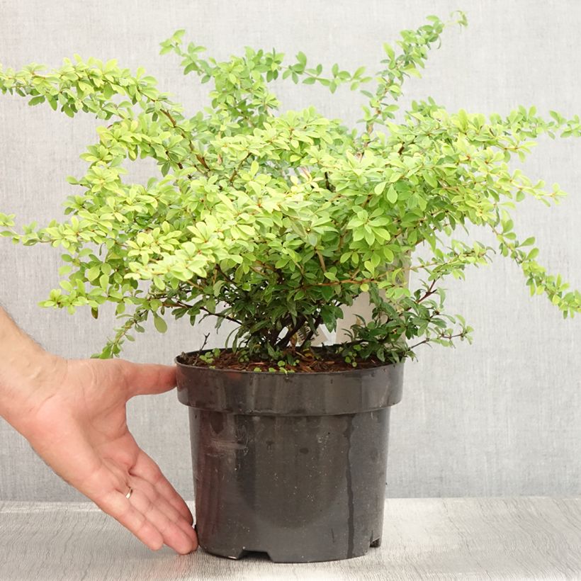 Spécimen de Berberis thunbergii Golden Dream - Épine-vinette Pot de 2L/3L tel que livré en été