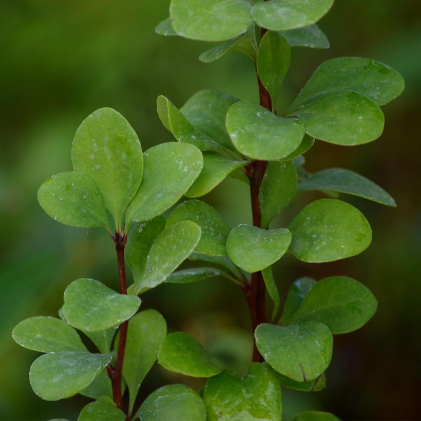 Berberis thunbergii Golden Rocket - Epine-vinette  (Feuillage)