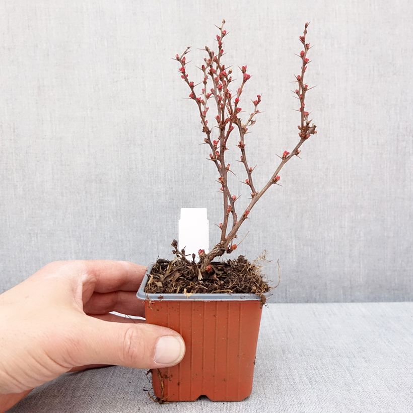 Spécimen de Berberis thunbergii Golden Ruby - Epine-vinette Godet de 8/9 cm tel que livré en hiver