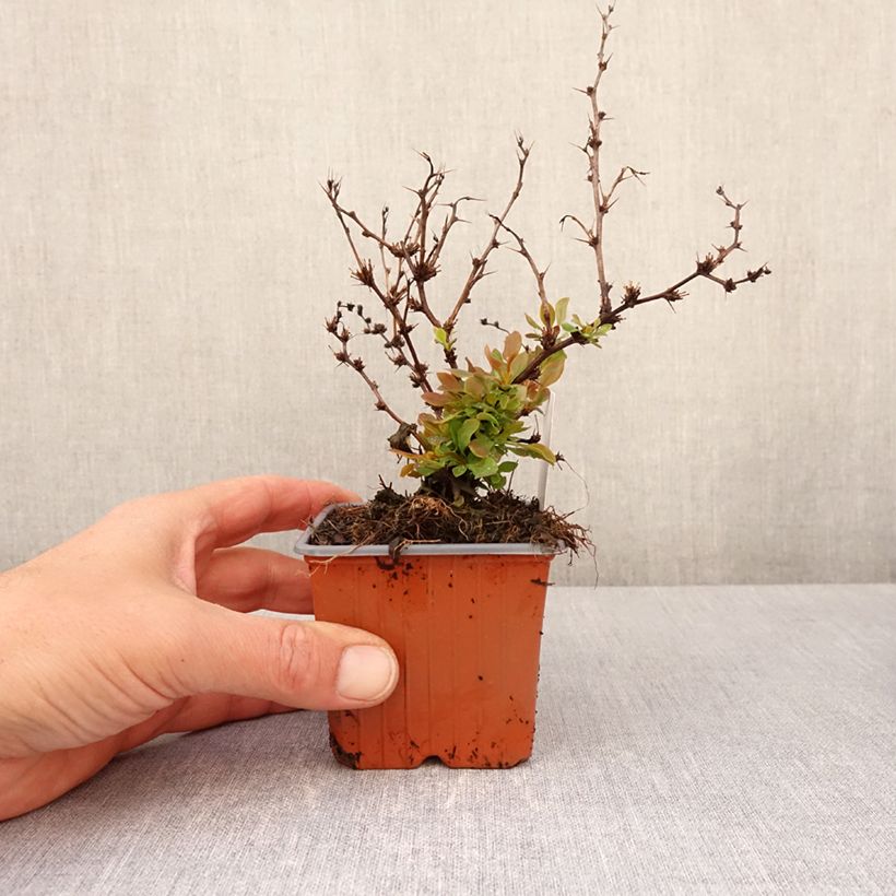Spécimen de Berberis thunbergii Golden Ruby - Epine-vinette - Godet de 8/9 cm tel que livré au printemps
