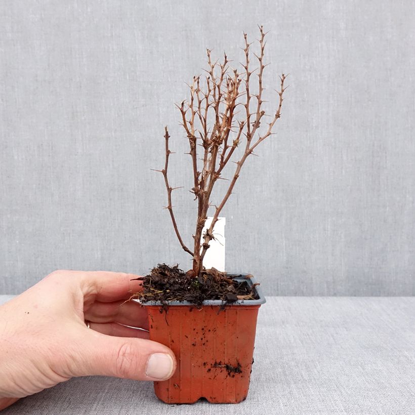 Spécimen de Berberis thunbergii Golden Torch - Epine-vinette - Godet de 8/9 cm tel que livré en hiver