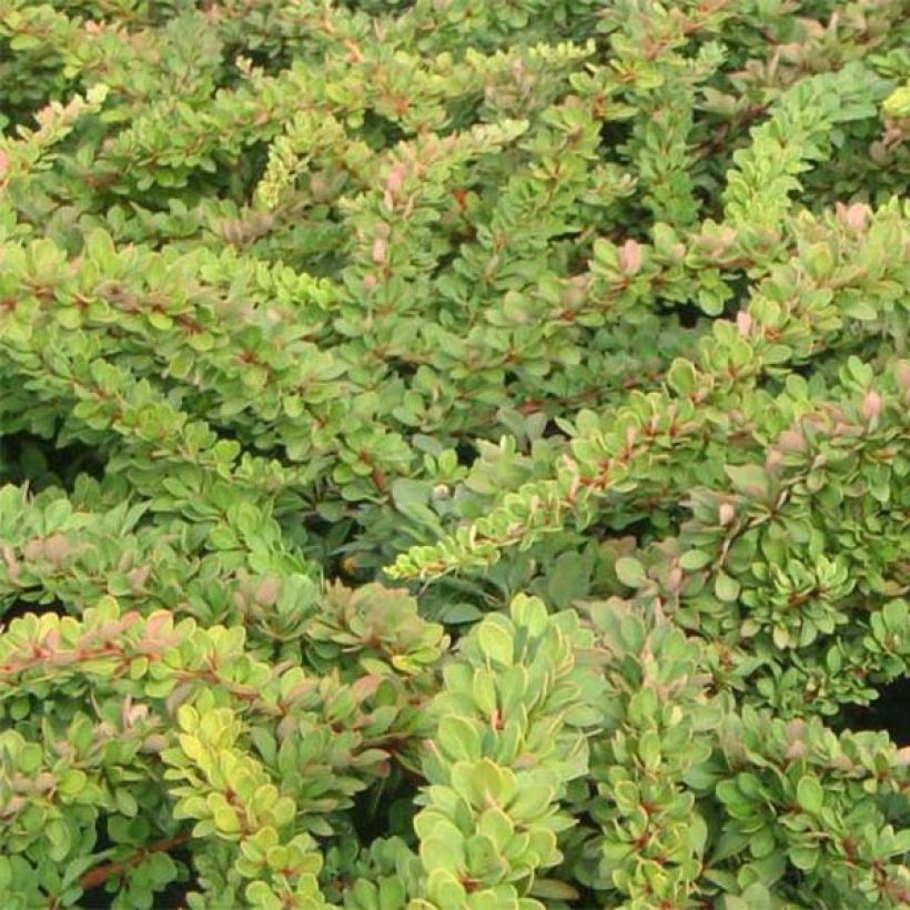 Berberis thunbergii Green Carpet - Epine-vinette (Feuillage)