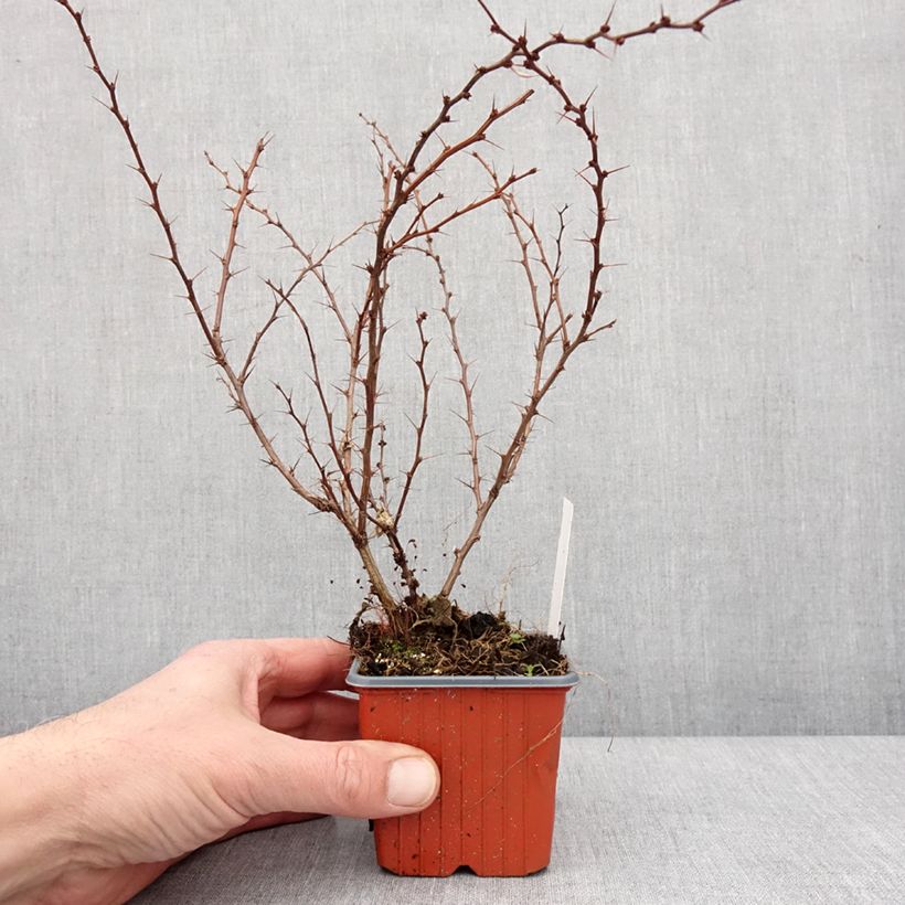 Spécimen de Berberis thunbergii Kelleriis - Epine-vinette Godet de 8/9 cm tel que livré en hiver