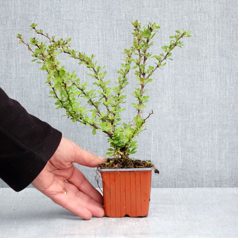 Spécimen de Berberis thunbergii Kelleriis - Epine-vinette - Godet de 8/9 cm tel que livré au printemps