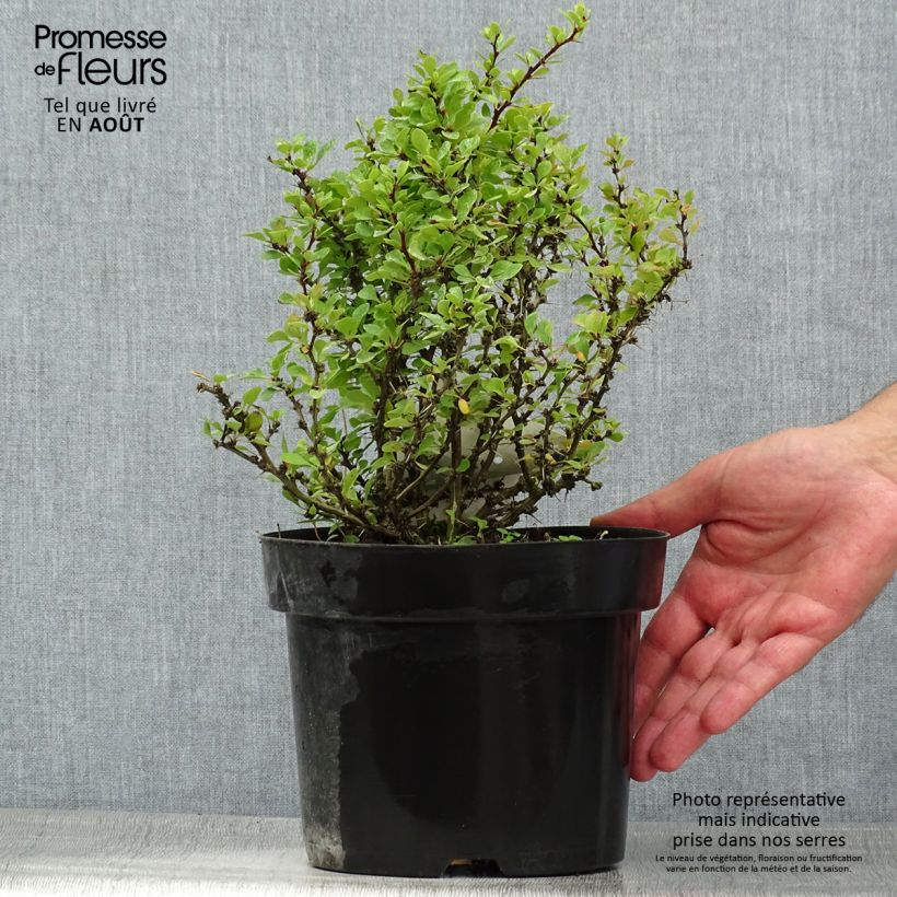 Spécimen de Berberis thunbergii Kobold - Épine-vinette naine Pot de 2L/3L tel que livré en été