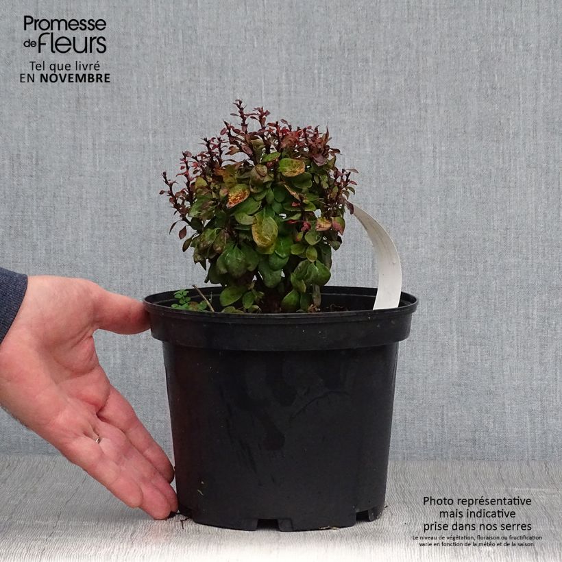 Spécimen de Berberis thunbergii Lutin Rouge -  Epine-vinette naine Pot de 2L/3L tel que livré en automne