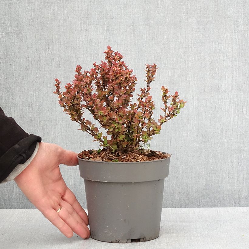 Spécimen de Berberis thunbergii Lutin Rouge -  Epine-vinette naine Pot de 2L/3L tel que livré au printemps