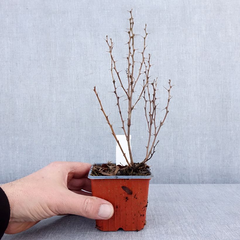 Spécimen de Berberis thunbergii Maria - Épine-vinette Godet de 8/9 cm tel que livré en hiver